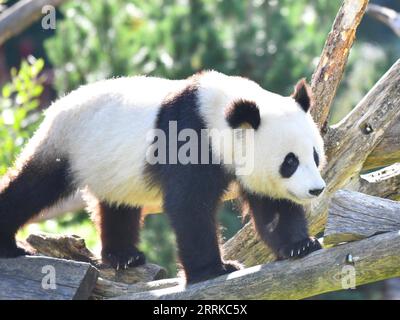 220901 -- BERLINO, 1 settembre 2022 -- panda gigante Meng Xiang è stato visto allo zoo di Berlino a Berlino, capitale della Germania, 31 agosto 2022. Un paio di panda giganti hanno festeggiato il loro terzo compleanno allo Zoo di Berlino mercoledì. Sono i primi orsi bianchi e neri mai nati nel paese. GERMANIA-BERLINO-GIGANTE PANDA GEMELLI-TERZO COMPLEANNO RENXPENGFEI PUBLICATIONXNOTXINXCHN Foto Stock