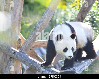 220901 -- BERLINO, 1 settembre 2022 -- panda gigante Meng Xiang è stato visto allo zoo di Berlino a Berlino, capitale della Germania, 31 agosto 2022. Un paio di panda giganti hanno festeggiato il loro terzo compleanno allo Zoo di Berlino mercoledì. Sono i primi orsi bianchi e neri mai nati nel paese. GERMANIA-BERLINO-GIGANTE PANDA GEMELLI-TERZO COMPLEANNO RENXPENGFEI PUBLICATIONXNOTXINXCHN Foto Stock