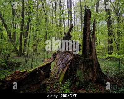 Foresta, foresta naturale, foresta decidua, bosco di lago, bagnato, aglio selvatico, bosco morto, riserva naturale, NSG, posto bellissimo, natura, selvaggia, disordinata, primavera, verde primaverile Foto Stock