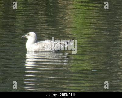 Uno splendido gabbiano bianco che scivola graziosamente sul sereno corpo d'acqua, con alberi lussureggianti e vegetazione che forniscono uno sfondo tranquillo Foto Stock