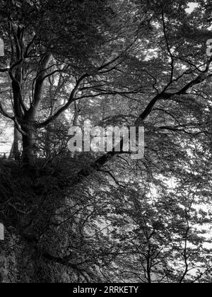 Crepuscolo nel Parco Nazionale di Jasmund vicino al Centro Parco Nazionale presso il Königsstuhl. Foto Stock