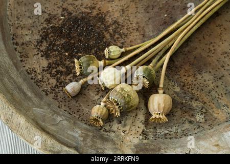cialde e semi di papavero maturi nel vecchio recipiente di legno Foto Stock