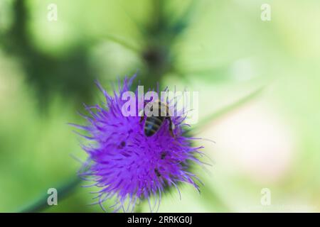 Bee raccoglie il nettare Carduus o il Plumeless thistles fiore viola da vicino sullo sfondo delle spine. Foto Stock