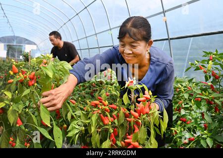 220908 -- NINGQIANG, 8 settembre 2022 -- i membri del personale raccolgono peperoni caldi in una serra nella contea di Ningqiang, provincia dello Shaanxi della Cina nord-occidentale, 7 settembre 2022. In quanto regione sorgente del fiume Hanjiang, il più grande affluente del fiume Yangtze, la contea di Ningqiang ha chiuso dieci miniere e promosso una serie di progetti di protezione ecologica per la protezione ambientale negli ultimi anni. La contea ha anche promosso la produzione di prodotti agricoli tra cui tè, frutta, verdura, ecc., gestendo e trasformando le risorse ecologiche in economia verde. CHINA-SHAANXI-NINGQIANG-ECOLOGY-ECON Foto Stock