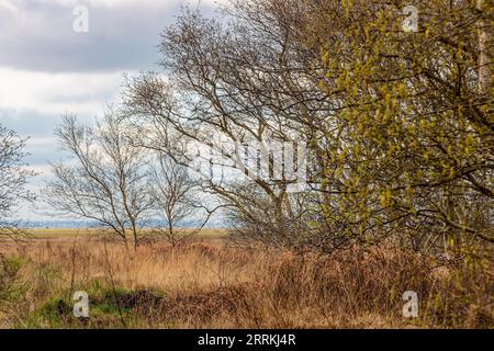 Palude che galleggia durante la marea di tempesta, situata sulla diga esterna della Jade Bay vicino a Sehestedt Foto Stock