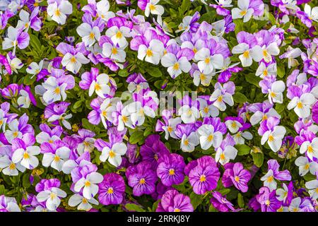 Colorato tappeto floreale di pansie bianche e rosa (Viola) Foto Stock