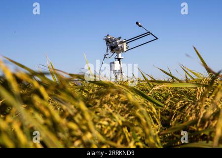 220915 -- HARBIN, 15 settembre 2022 -- foto scattata il 2 settembre 2022 mostra un dispositivo di monitoraggio delle condizioni atmosferiche in un parco dimostrativo della tecnologia delle risaie nella città di Fujin, nella provincia di Heilongjiang nella Cina nordorientale. Xinhua in primo piano: Come la provincia cinese del paniere garantisce la produzione di grano attraverso le nuove tecnologie ZhangxTao PUBLICATIONxNOTxINxCHN Foto Stock