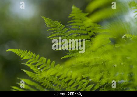 Volantini di felce di felce di salmone (Pteridium aquilinum), primo piano, Parco naturale di Pfälzerwald, riserva della biosfera di Pfälzerwald-Nordvogesen, Germania, Renania-Palatinato Foto Stock