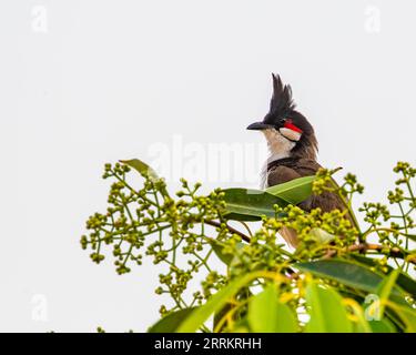 Un bulbul Red Whiskered arroccato su un albero Foto Stock