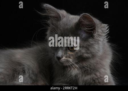 Giovane gattino grigio con bellissimi occhi sfondo nero Foto Stock