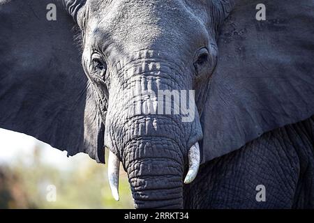 220919 -- MPUMALANGA, 19 settembre 2022 -- foto scattata il 17 settembre 2022 mostra un elefante al Kruger National Park, Mpumalanga, Sudafrica. Il Kruger National Park è una delle più grandi riserve di caccia in Africa. Con una superficie di 19.485 chilometri quadrati nel nord-est del Sudafrica, il parco ospita un numero impressionante di specie. SUDAFRICA-PARCO NAZIONALE MPUMALANGA-KRUGER ZHANGXYUDONG PUBLICATIONXNOTXINXCHN Foto Stock