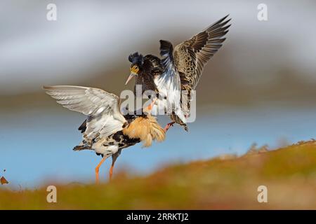Combattere i maschi di Ruff (Philomachus pugnax) nella penisola di Varanger, Norvegia Foto Stock