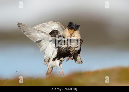 Combattere i maschi di Ruff (Philomachus pugnax) nella penisola di Varanger, Norvegia Foto Stock