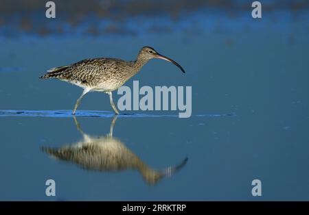 Whimbrel comune (Numenius phaeopus), zone umide del fiume Bot, Overberg, Sudafrica, Africa Foto Stock