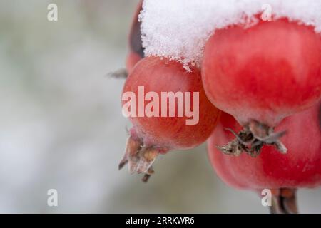 Foto macro di tre pannelli ornamentali rossi, ricoperti di neve Foto Stock