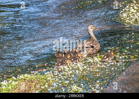 Anatra madre con le pulcini sul fiume Roda in Turingia. Foto Stock