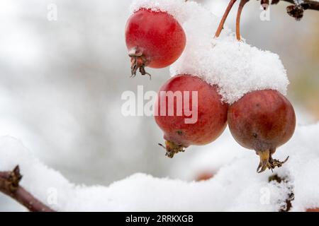 Foto macro di tre pannelli ornamentali rossi, ricoperti di neve Foto Stock