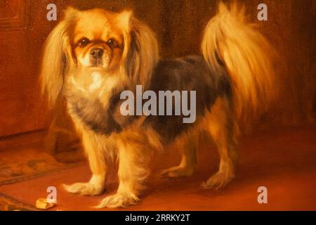 Ritratto di un cane pekinese aka pekinnese di Arthur John Elsley datato 1917 Foto Stock