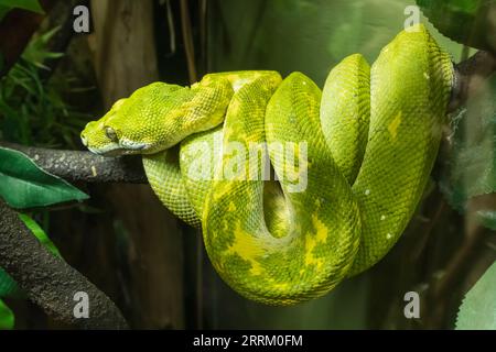 Inghilterra, Sussex, East Sussex, Hastings, Hastings Aquarium, Green Tree Python dalla Papua nuova Guinea Foto Stock