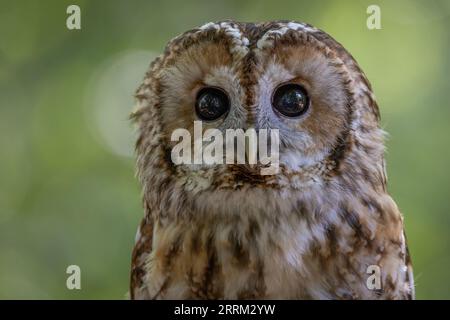 Gufo comune (Strix aluco) appollaiato su un trespolo, che mostra uno degli uccelli rapaci notturni più familiari del Regno Unito. Foto Stock