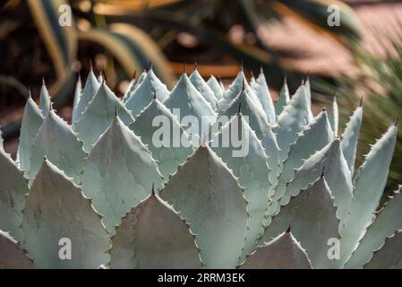 Beautfiul primo piano di una testa di cavolo Agave in un parco a Marrakech, in Marocco Foto Stock