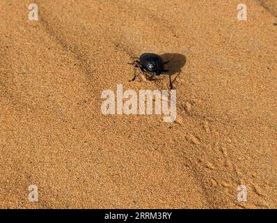 Uno scarabeo nero nel deserto di Erg Chebbi in Marocco Foto Stock