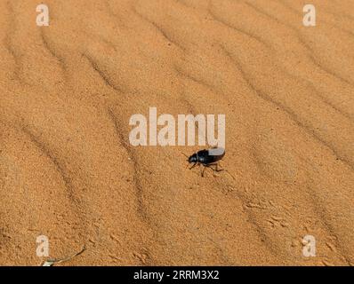 Uno scarabeo nero nel deserto di Erg Chebbi in Marocco Foto Stock