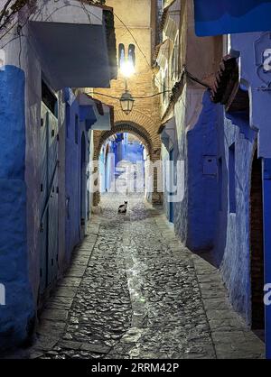 Un gatto seduto da solo su un vicolo a Chefchaouen di notte, in Marocco Foto Stock