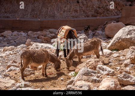 Tre asini che pascolano tra le pietre su un campo asciutto nelle montagne dell'Atlante, Marocco Foto Stock