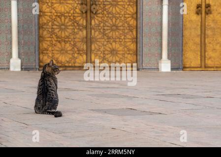 Un gatto seduto reale di fronte alla famosa entrata principale dorata del Palazzo reale a Fes, Marocco Foto Stock