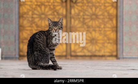 Un gatto seduto reale di fronte alla famosa entrata principale dorata del Palazzo reale a Fes, Marocco Foto Stock