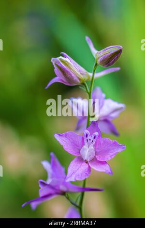 Fiore di campo comune delfinio (Consolida regalis / Delphinium consolida), campo delfinio, pianta medicinale Foto Stock