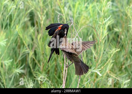 Un genitore maschio Blackbird dalle ali rosse porta cibo per sfamare uno dei suoi giovani che è arroccato su un bastone in attesa di cibo. Foto Stock