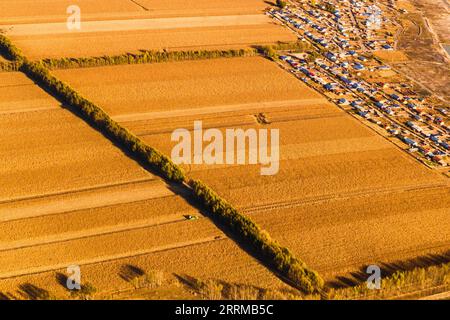 221013 -- CHANGCHUN, 13 ottobre 2022 -- foto aerea scattata l'11 ottobre 2022 mostra una mietitrice che lavora in una risaia del villaggio di Wanfu, Lianhe Township, da An City, provincia di Jilin della Cina nord-orientale. CHINA-JILIN-DA AN-RICE-HARVEST CN XUXCHANG PUBLICATIONXNOTXINXCHN Foto Stock