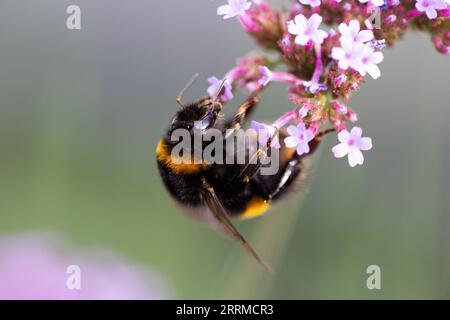 Primo piano di un bumblebee sulla verbena bonariensis con spazio per la copia Foto Stock