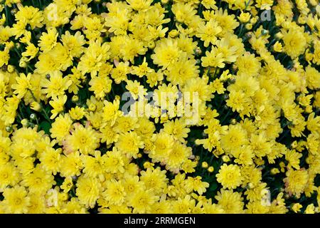 Crisantemo giallo in fiore Foto Stock