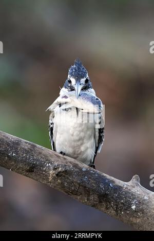 pied kingfisher riposa su un ramo con un pesce nel becco Foto Stock