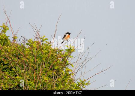 Europeo Stonechat (Saxicola rubicola) maschio appollaiato su un ramoscello in cima a un cespuglio Foto Stock