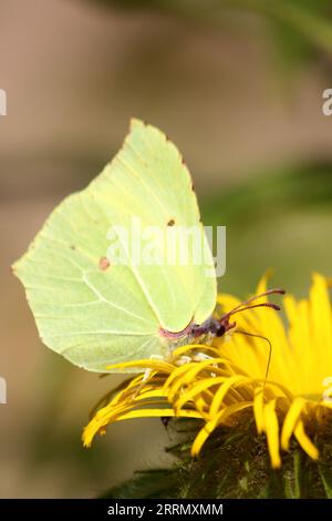 Brimstone Butterfly (Gonpteryx rhamni) Foto Stock