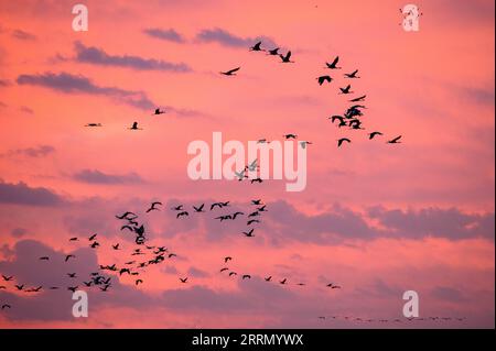 221122 -- HULA VALLEY ISRAEL, 22 novembre 2022 -- Un gregge di gru grigie migranti si trova nell'area del lago Agamon Hula della valle di Hula, nel nord di Israele, il 22 novembre 2022. Ogni anno, centinaia di migliaia di uccelli passano per Agamon, una tappa importante per migrare uccelli dall'Europa all'Africa, e alcuni trascorrono l'inverno al lago. /JINI via Xinhua ISRAEL-HULA VALLEY-GREY CRANE-MIGRATION AyalxMargolin PUBLICATIONxNOTxINxCHN Foto Stock