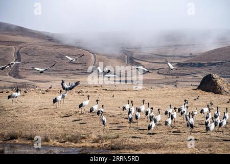 221213 -- ZHAOTONG, 13 dicembre 2022 -- le gru a collo nero sono raffigurate nella riserva naturale nazionale dello Yunnan Dashanbao per le gru a collo nero a Zhaotong, nella provincia dello Yunnan della Cina sud-occidentale, 11 dicembre 2022. La riserva naturale nazionale di Yunnan Dashanbao per le gru dal collo nero, situata nel distretto di Zhaoyang della città di Zhaotong, è l'habitat invernale più significativo e la stazione di trasferimento per le gru migratorie dal collo nero sull'altopiano dello Yunnan-Guizhou. Chen Guanghui, 38 anni, è stato dedicato al lavoro di protezione delle gru a collo nero nella riserva dal 2003. Ha fatto un fischio speciale per comunicare Foto Stock