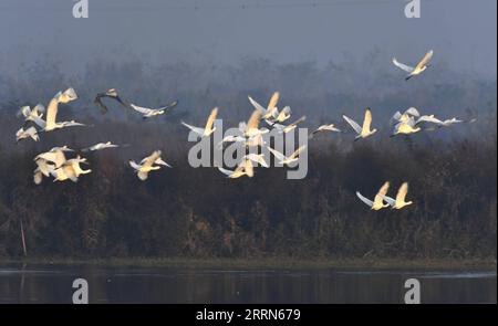 221214 -- YUEYANG, 14 dicembre 2022 -- questa foto scattata il 13 dicembre 2022 mostra spionette nella zona umida del lago Donggu dell'area amministrativa di Quyuan, nella provincia centrale di Hunan della Cina. Gli uccelli migranti svernanti sono arrivati di recente nella zona umida del lago Dongting. CHINA-HUNAN-MIGRATORY BIRDS CN ZhaoxZhongzhi PUBLICATIONxNOTxINxCHN Foto Stock