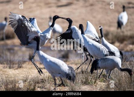 221213 -- ZHAOTONG, 13 dicembre 2022 -- le gru a collo nero sono raffigurate nella riserva naturale nazionale dello Yunnan Dashanbao per le gru a collo nero a Zhaotong, nella provincia dello Yunnan della Cina sud-occidentale, 11 dicembre 2022. La riserva naturale nazionale di Yunnan Dashanbao per le gru dal collo nero, situata nel distretto di Zhaoyang della città di Zhaotong, è l'habitat invernale più significativo e la stazione di trasferimento per le gru migratorie dal collo nero sull'altopiano dello Yunnan-Guizhou. Chen Guanghui, 38 anni, è stato dedicato al lavoro di protezione delle gru a collo nero nella riserva dal 2003. Ha fatto un fischio speciale per comunicare Foto Stock