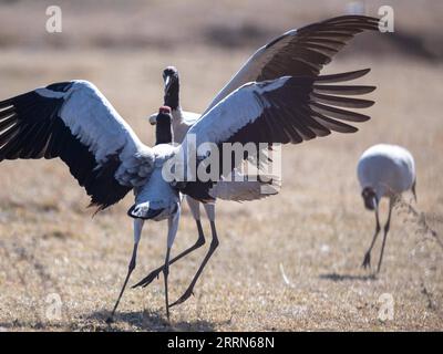 221213 -- ZHAOTONG, 13 dicembre 2022 -- le gru a collo nero sono raffigurate nella riserva naturale nazionale dello Yunnan Dashanbao per le gru a collo nero a Zhaotong, nella provincia dello Yunnan della Cina sud-occidentale, 11 dicembre 2022. La riserva naturale nazionale di Yunnan Dashanbao per le gru dal collo nero, situata nel distretto di Zhaoyang della città di Zhaotong, è l'habitat invernale più significativo e la stazione di trasferimento per le gru migratorie dal collo nero sull'altopiano dello Yunnan-Guizhou. Chen Guanghui, 38 anni, è stato dedicato al lavoro di protezione delle gru a collo nero nella riserva dal 2003. Ha fatto un fischio speciale per comunicare Foto Stock