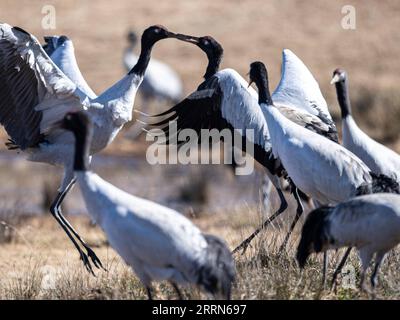 221213 -- ZHAOTONG, 13 dicembre 2022 -- le gru a collo nero sono raffigurate nella riserva naturale nazionale dello Yunnan Dashanbao per le gru a collo nero a Zhaotong, nella provincia dello Yunnan della Cina sud-occidentale, 11 dicembre 2022. La riserva naturale nazionale di Yunnan Dashanbao per le gru dal collo nero, situata nel distretto di Zhaoyang della città di Zhaotong, è l'habitat invernale più significativo e la stazione di trasferimento per le gru migratorie dal collo nero sull'altopiano dello Yunnan-Guizhou. Chen Guanghui, 38 anni, è stato dedicato al lavoro di protezione delle gru a collo nero nella riserva dal 2003. Ha fatto un fischio speciale per comunicare Foto Stock