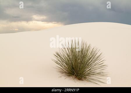 Pianta di Yucca (Yucca elata) quasi sepolta su una duna di gesso nel White Sands National Park, New Mexico. Copia spazio Foto Stock