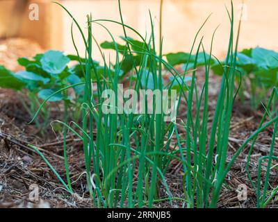 Scalogni verdi e piantine di cetrioli che crescono in steli sottili e piante verdi a foglia in un orto australiano, Australia Foto Stock