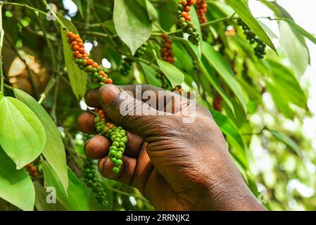 230117 -- YAOUNDE, 17 gennaio 2023 -- Un uomo raccoglie frutti di pepe in una piantagione nella sottodivisione di Njombe-Penja della regione litorale, Camerun, 13 gennaio 2023. Il peperoncino bianco di penja prodotto nella regione litorale del Camerun è rinomato in tutto il mondo e si trova ora nella sua stagione di raccolta. I lavoratori delle piantagioni raccolgono frutti di pepe maturi, li immergono in acqua e li fermentano, quindi rimuovono la polpa per ottenere semi di pepe bianco, che possono essere venduti o trasformati dopo l'essiccazione. Foto di Kepseu/Xinhua CAMERUN-YAOUNDE-PEPE BIANCO KexPusuo PUBLICATIONxNOTxINxCHN Foto Stock