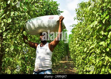 230117 -- YAOUNDE, 17 gennaio 2023 -- Un uomo trasferisce frutti di pepe appena raccolti nella sottodivisione Njombe-Penja della regione litorale, Camerun, 13 gennaio 2023. Il peperoncino bianco di penja prodotto nella regione litorale del Camerun è rinomato in tutto il mondo e si trova ora nella sua stagione di raccolta. I lavoratori delle piantagioni raccolgono frutti di pepe maturi, li immergono in acqua e li fermentano, quindi rimuovono la polpa per ottenere semi di pepe bianco, che possono essere venduti o trasformati dopo l'essiccazione. Foto di Kepseu/Xinhua CAMERUN-YAOUNDE-PEPE BIANCO KexPusuo PUBLICATIONxNOTxINxCHN Foto Stock