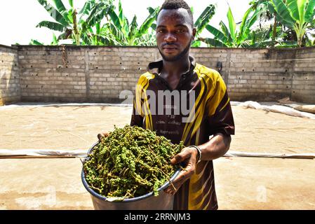 230117 -- YAOUNDE, 17 gennaio 2023 -- Un uomo mostra frutti di pepe appena raccolti nella sottodivisione Njombe-Penja della regione litorale, Camerun, 13 gennaio 2023. Il peperoncino bianco di penja prodotto nella regione litorale del Camerun è rinomato in tutto il mondo e si trova ora nella sua stagione di raccolta. I lavoratori delle piantagioni raccolgono frutti di pepe maturi, li immergono in acqua e li fermentano, quindi rimuovono la polpa per ottenere semi di pepe bianco, che possono essere venduti o trasformati dopo l'essiccazione. Foto di Kepseu/Xinhua CAMERUN-YAOUNDE-PEPE BIANCO KexPusuo PUBLICATIONxNOTxINxCHN Foto Stock